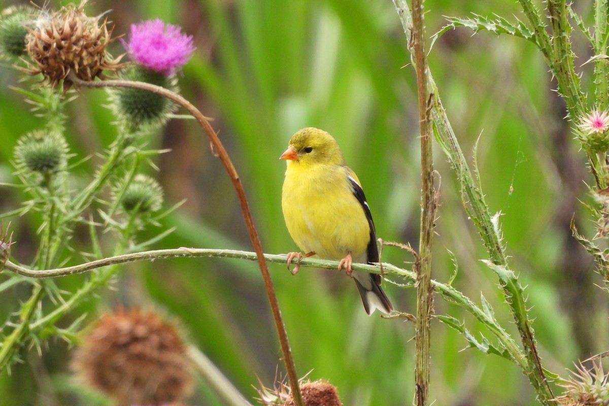 American Goldfinch - ML636565598