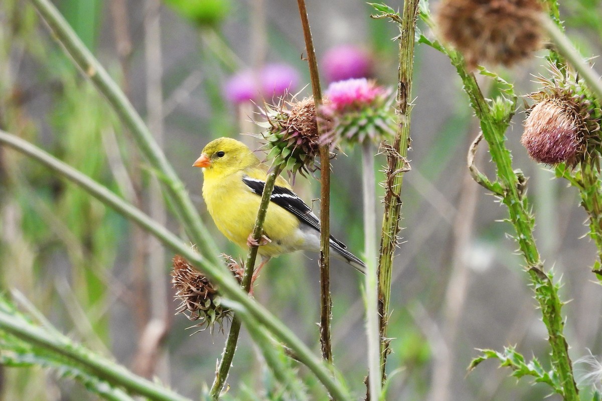 American Goldfinch - ML636565636