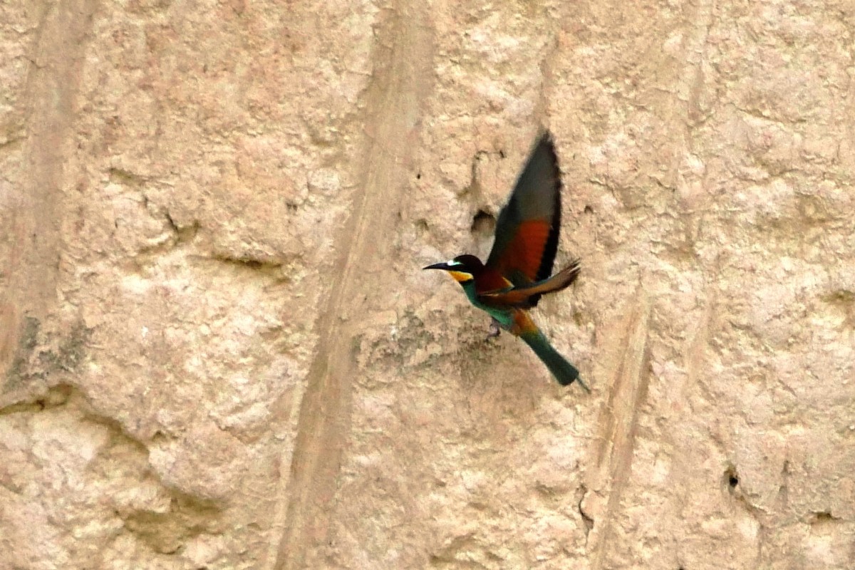 European Bee-eater - ML636565790