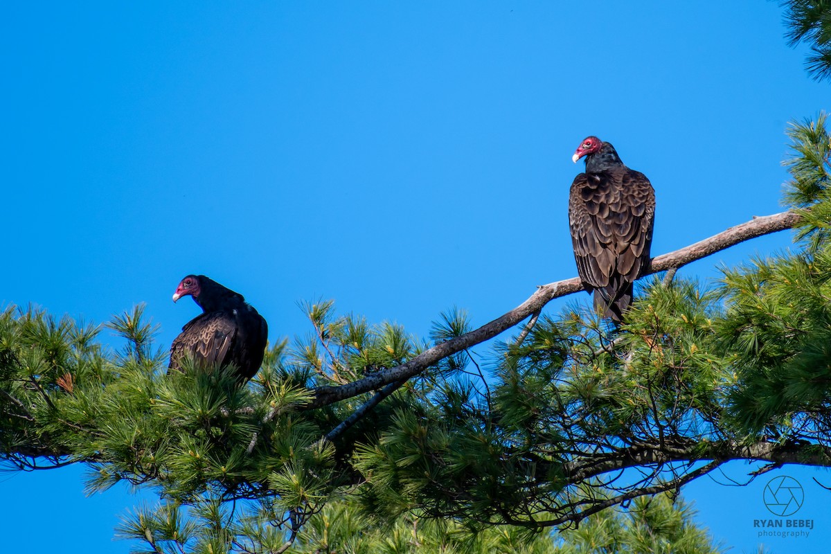 Turkey Vulture - ML636565848