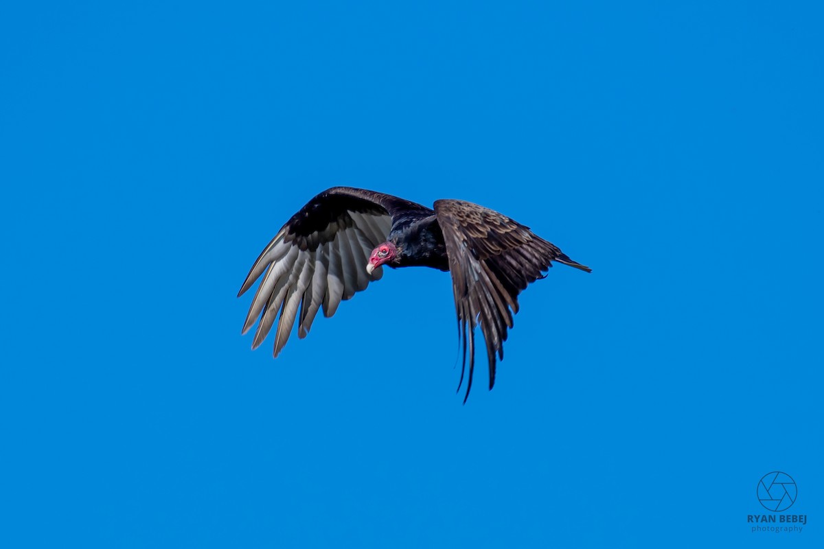 Turkey Vulture - ML636565849