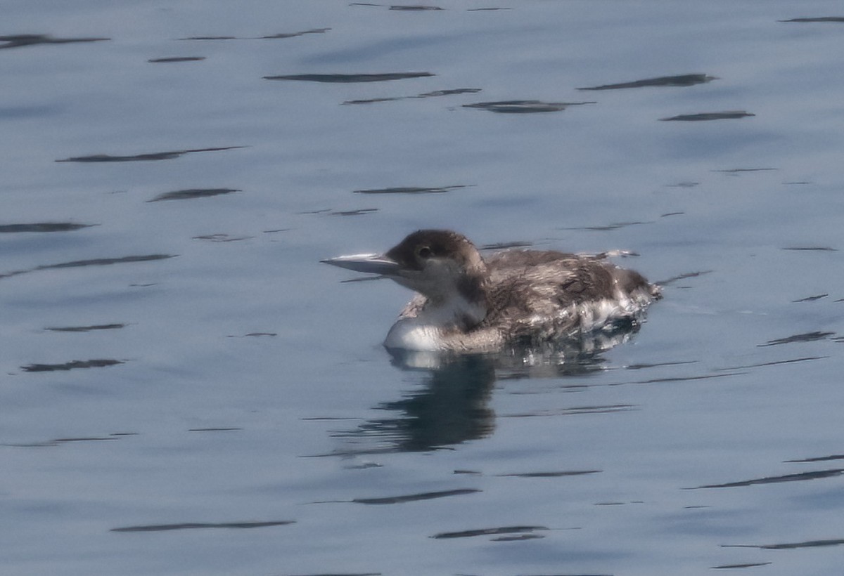 Common Loon - ML636565916