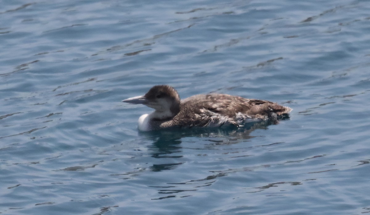 Common Loon - ML636565917