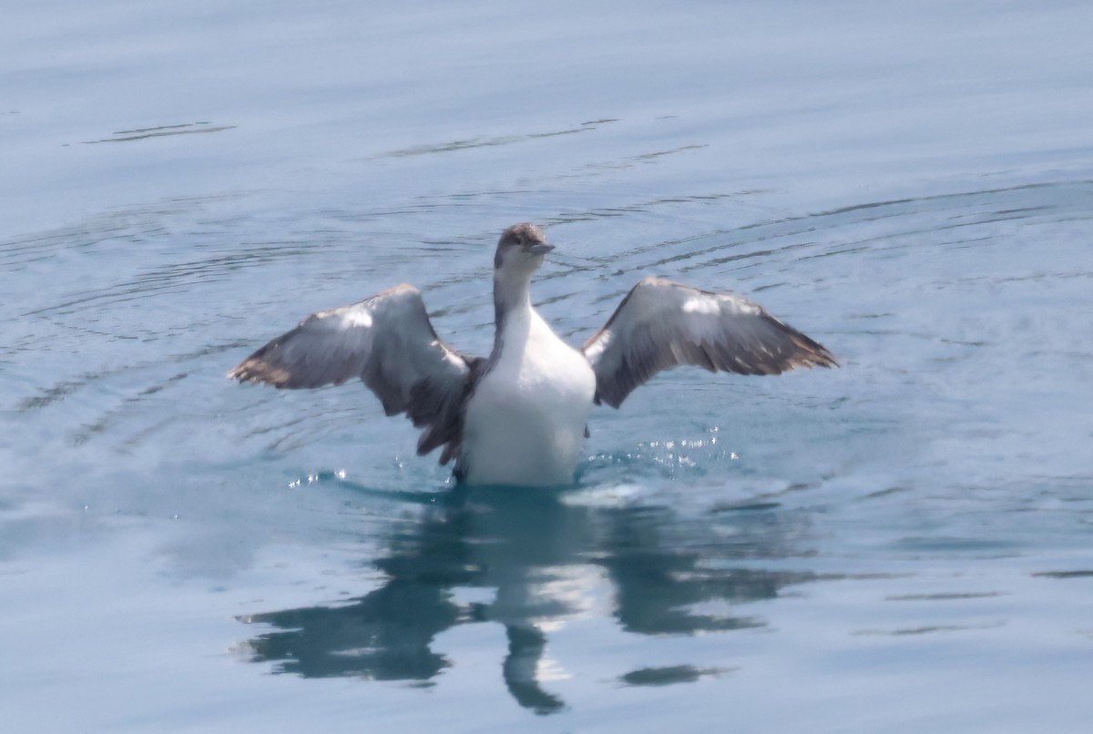 Common Loon - ML636565918