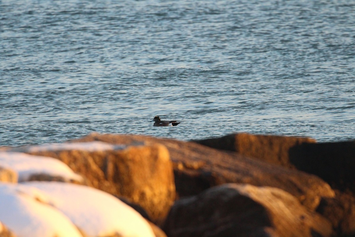 American Wigeon - ML636565940
