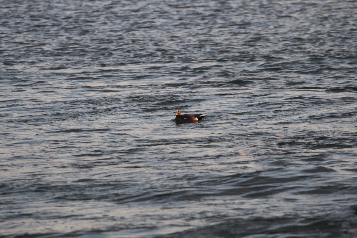 American Wigeon - ML636565941