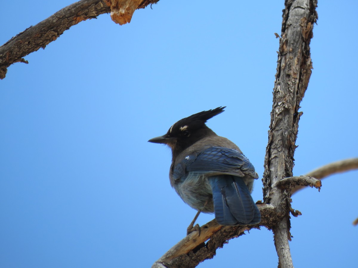 Steller's Jay - ML636565953