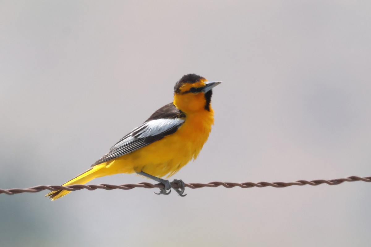 Bullock's Oriole - ML636565959