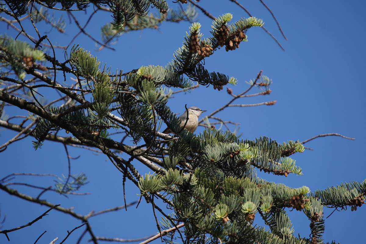 Garrapo eurasiarra - ML636565966