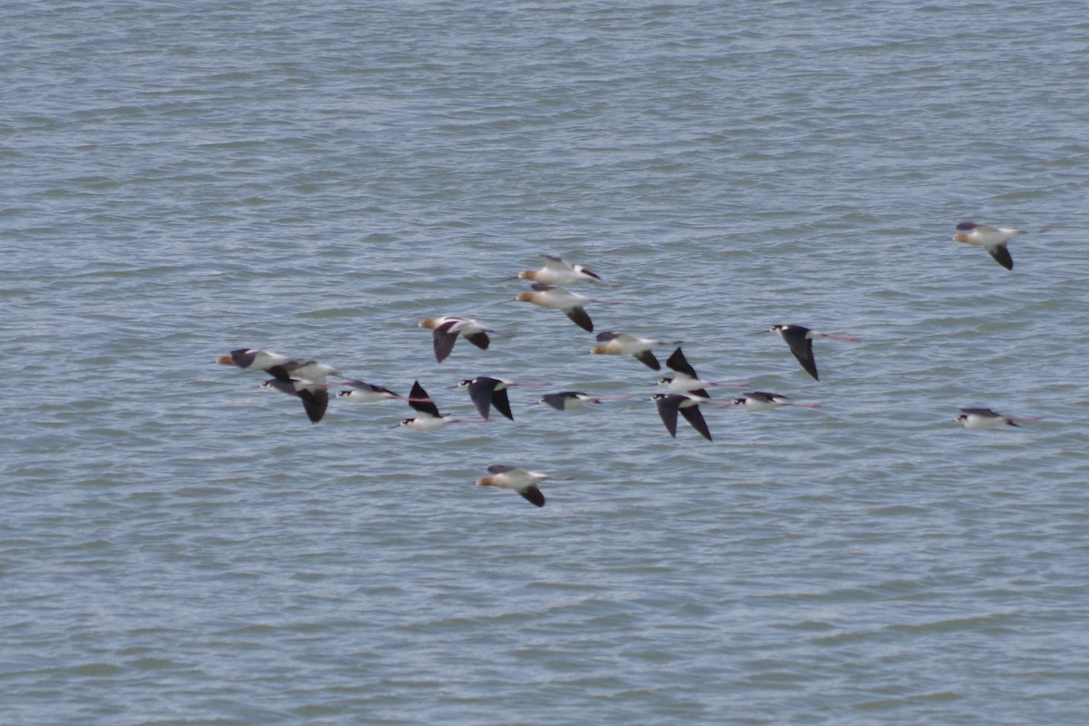 American Avocet - ML636565968