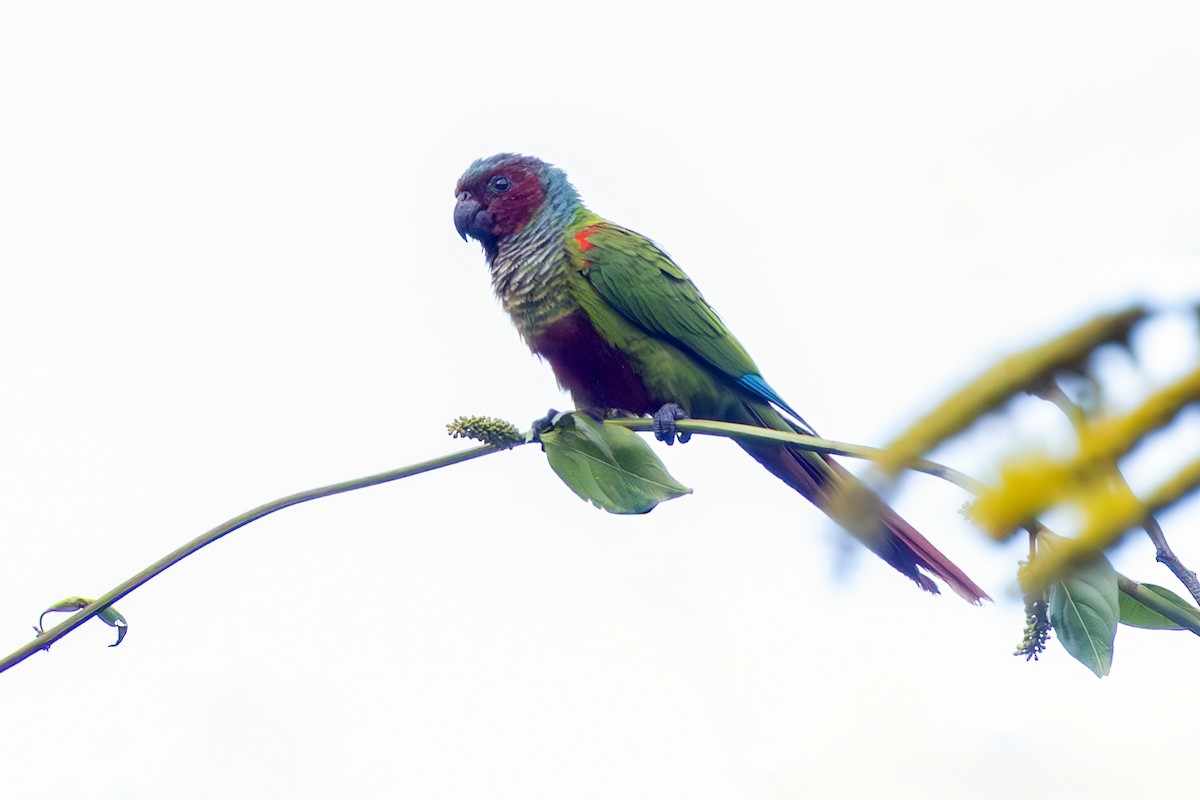 Pfrimer's Parakeet - ML636565981