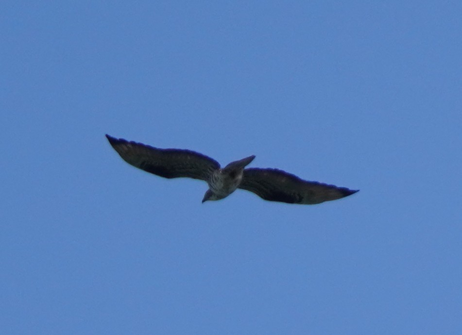 Liztorjale eurasiarra - ML636565996