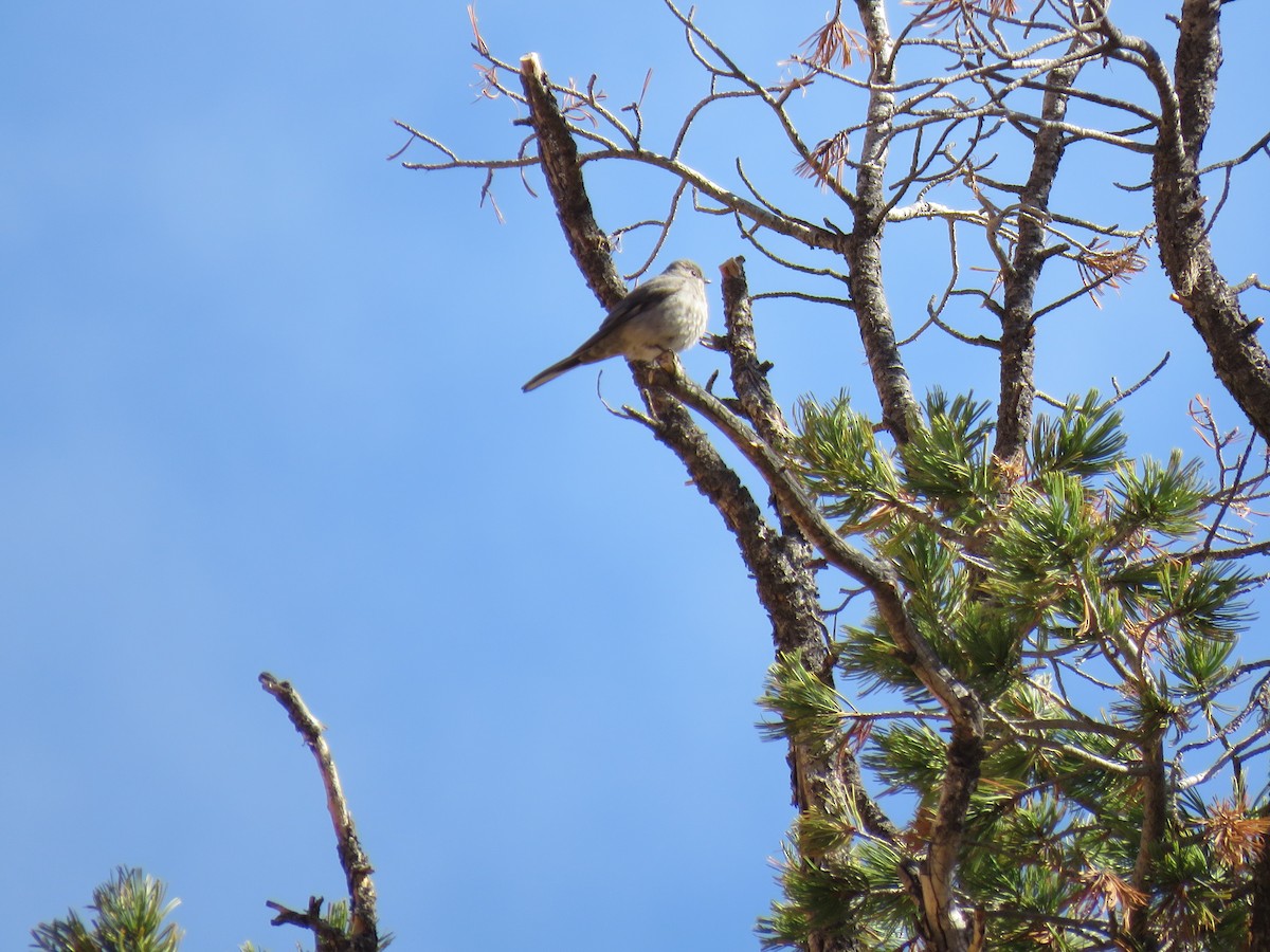 Townsend's Solitaire - ML636566018