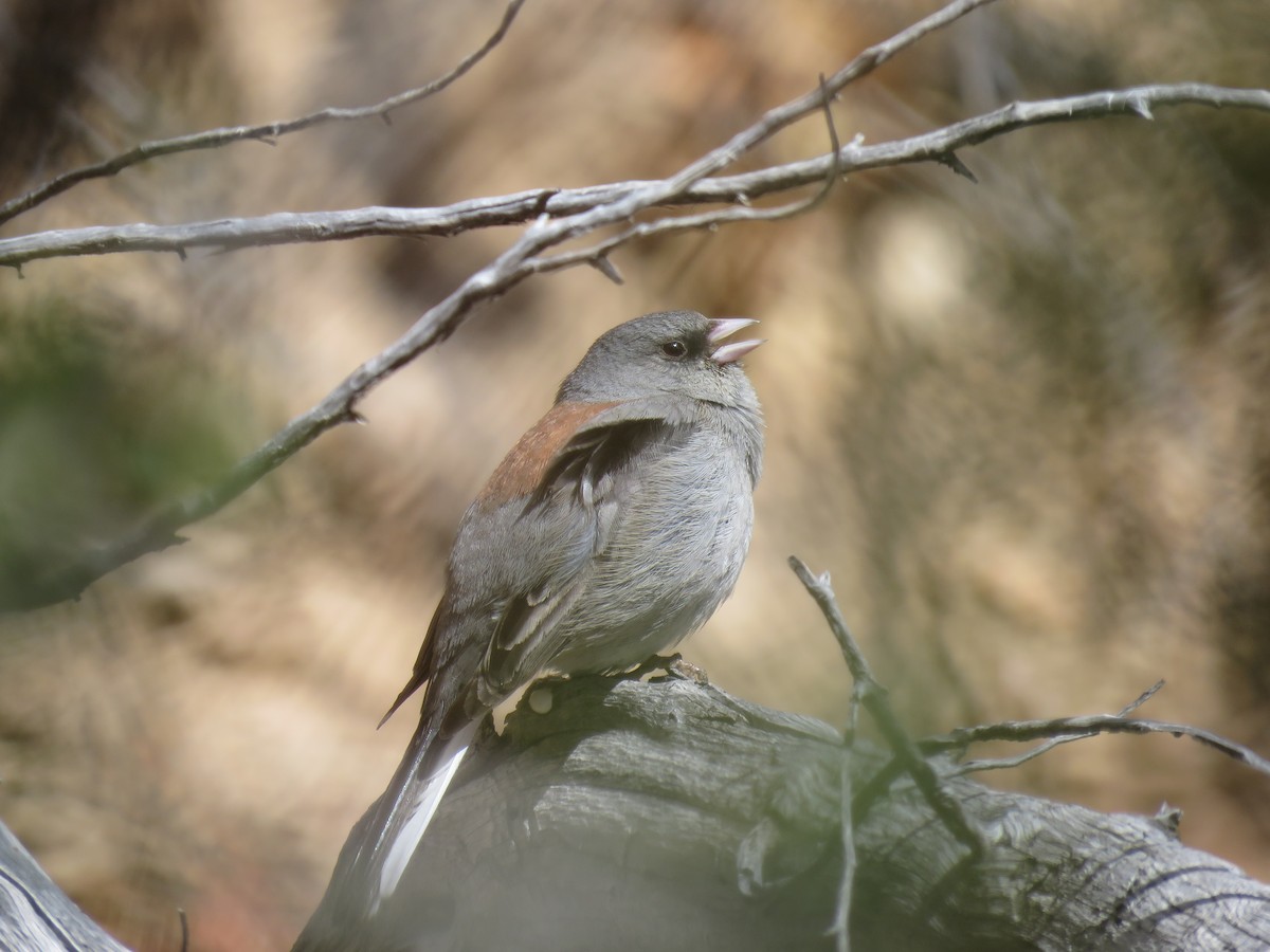 Dark-eyed Junco - ML636566035