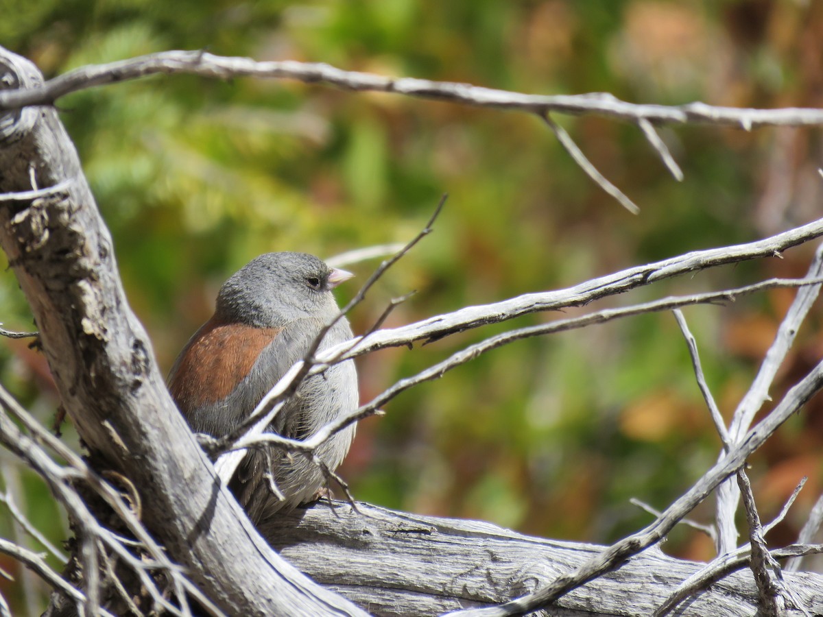 Dark-eyed Junco - ML636566036