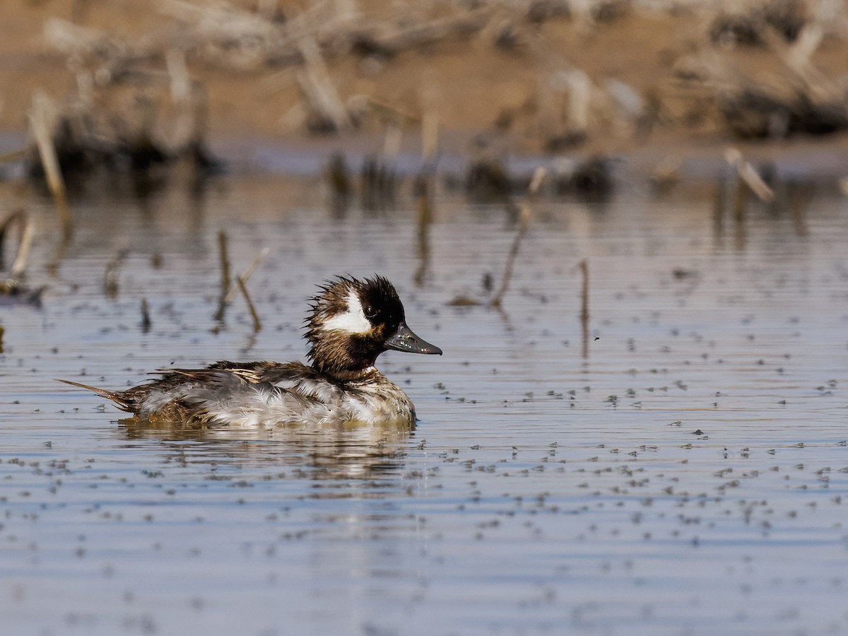 Bufflehead - ML636566076