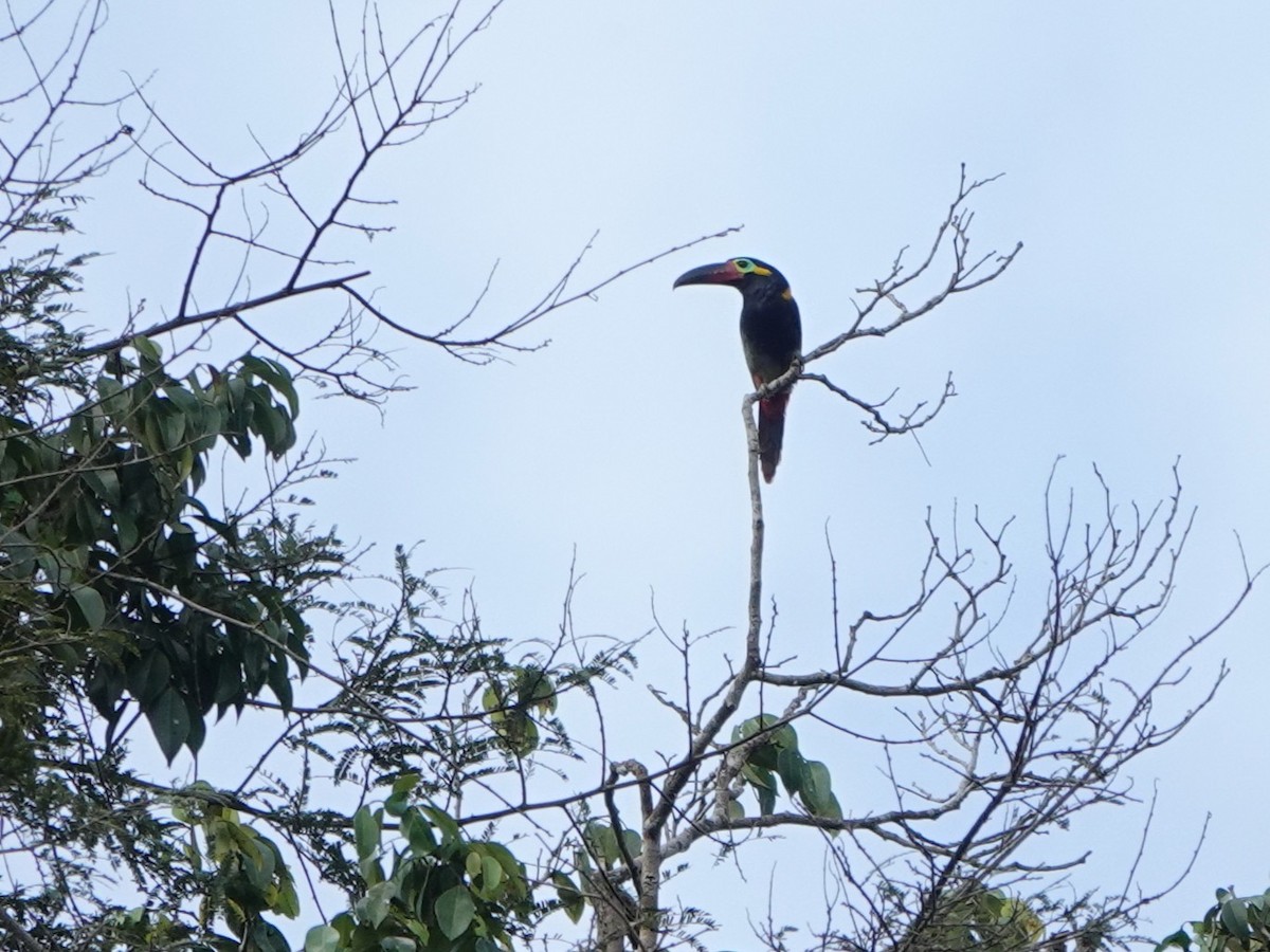 Guianan Toucanet - ML636566094