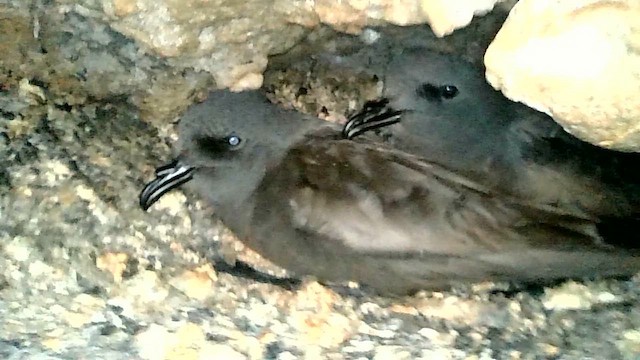 Markham's Storm-Petrel - ML636566132
