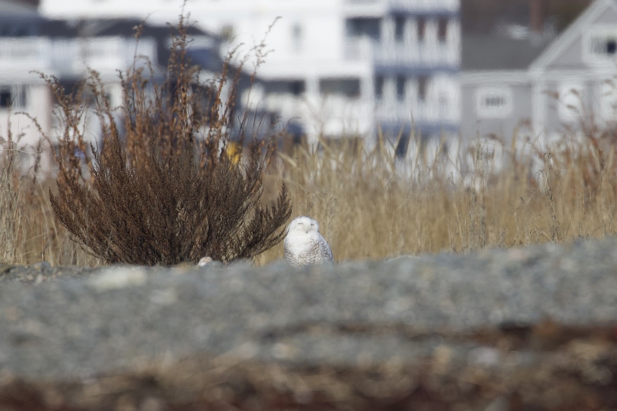 Snowy Owl - ML636566155