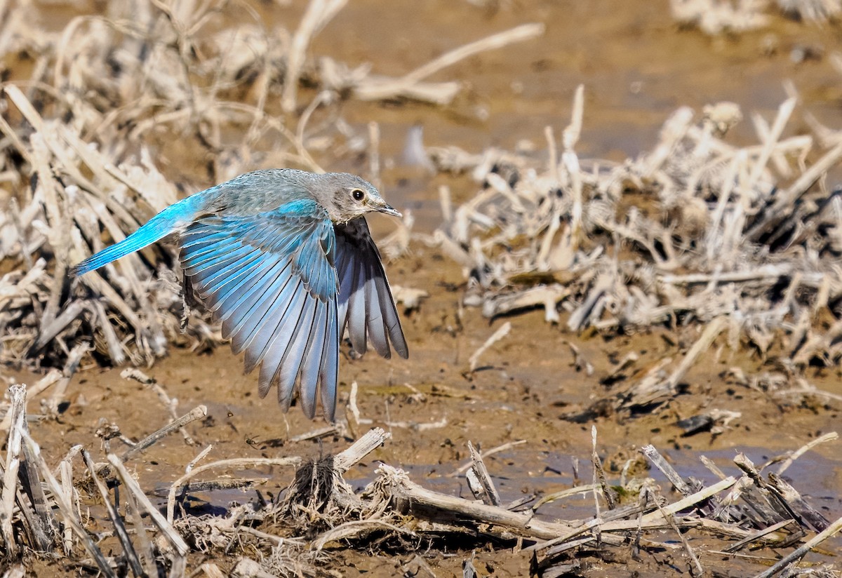Mountain Bluebird - ML636566159
