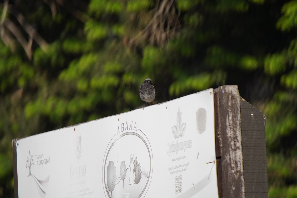 Black Redstart - ML636566290