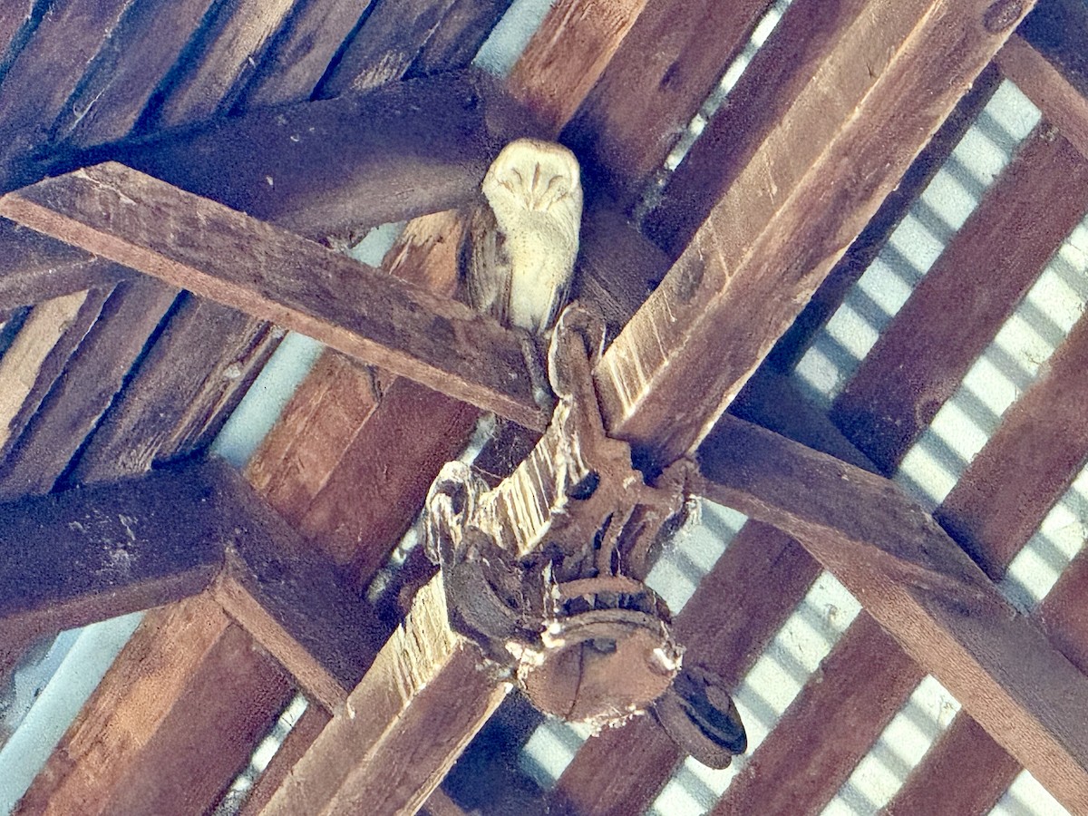 American Barn Owl (American) - ML636566300