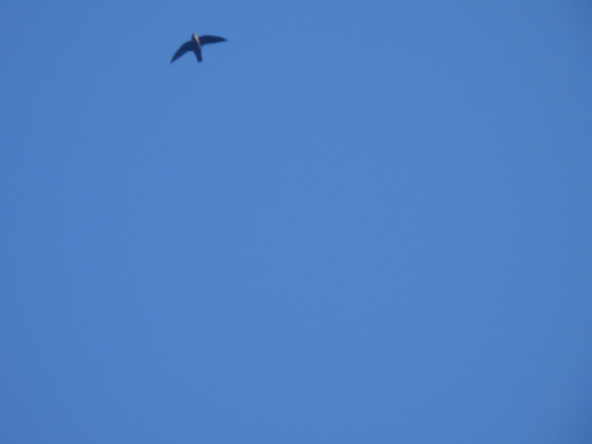Pale-rumped Swift - ML636566343