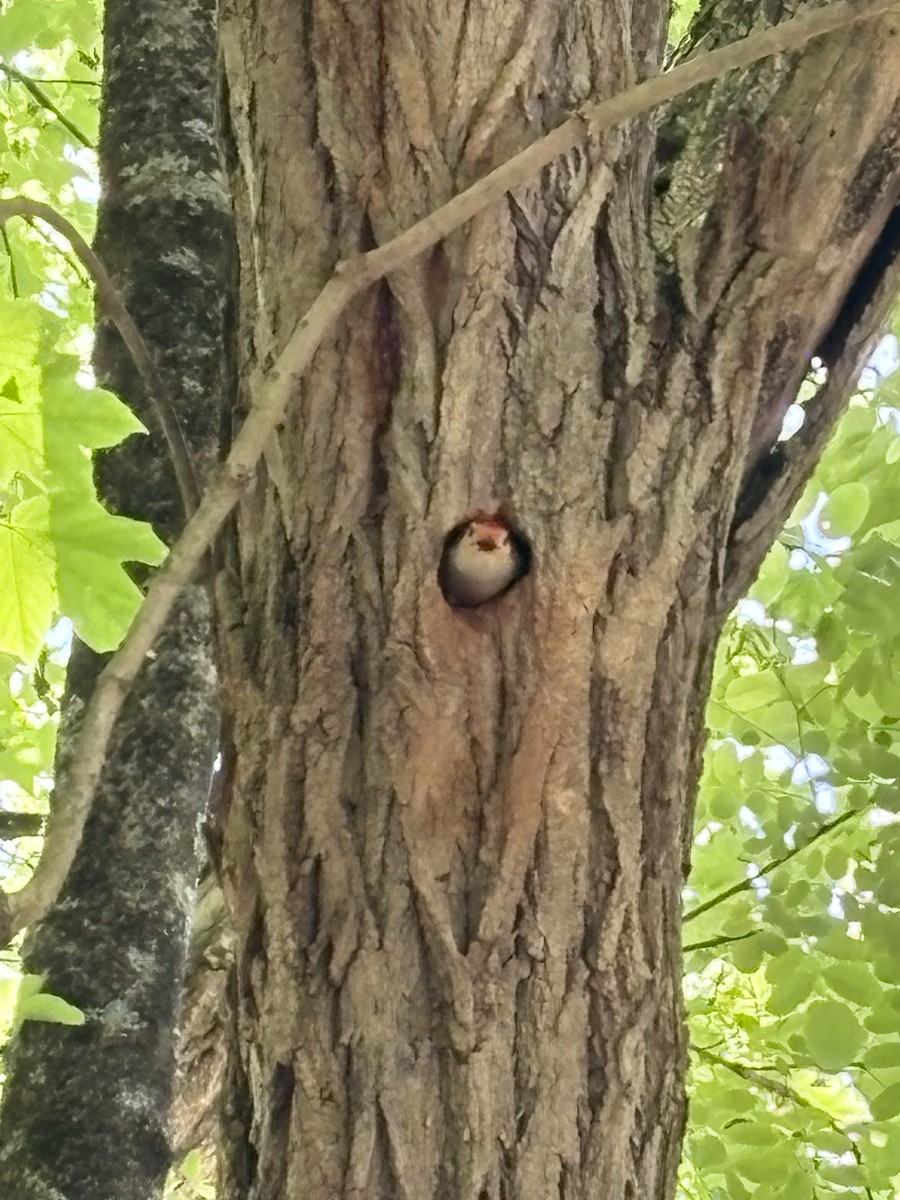 Red-bellied Woodpecker - ML636566394