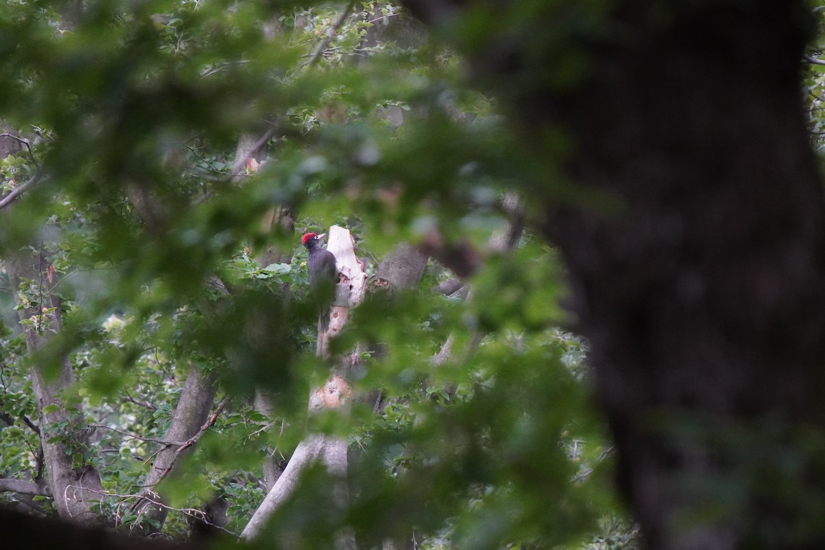 Black Woodpecker - ML636566444