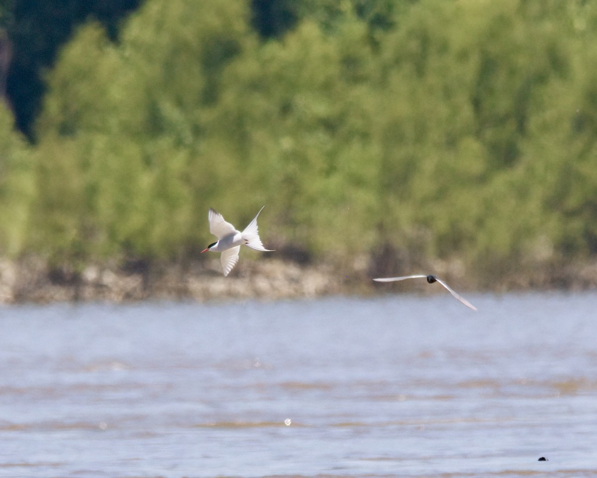 Умардын хараалай - ML636566453