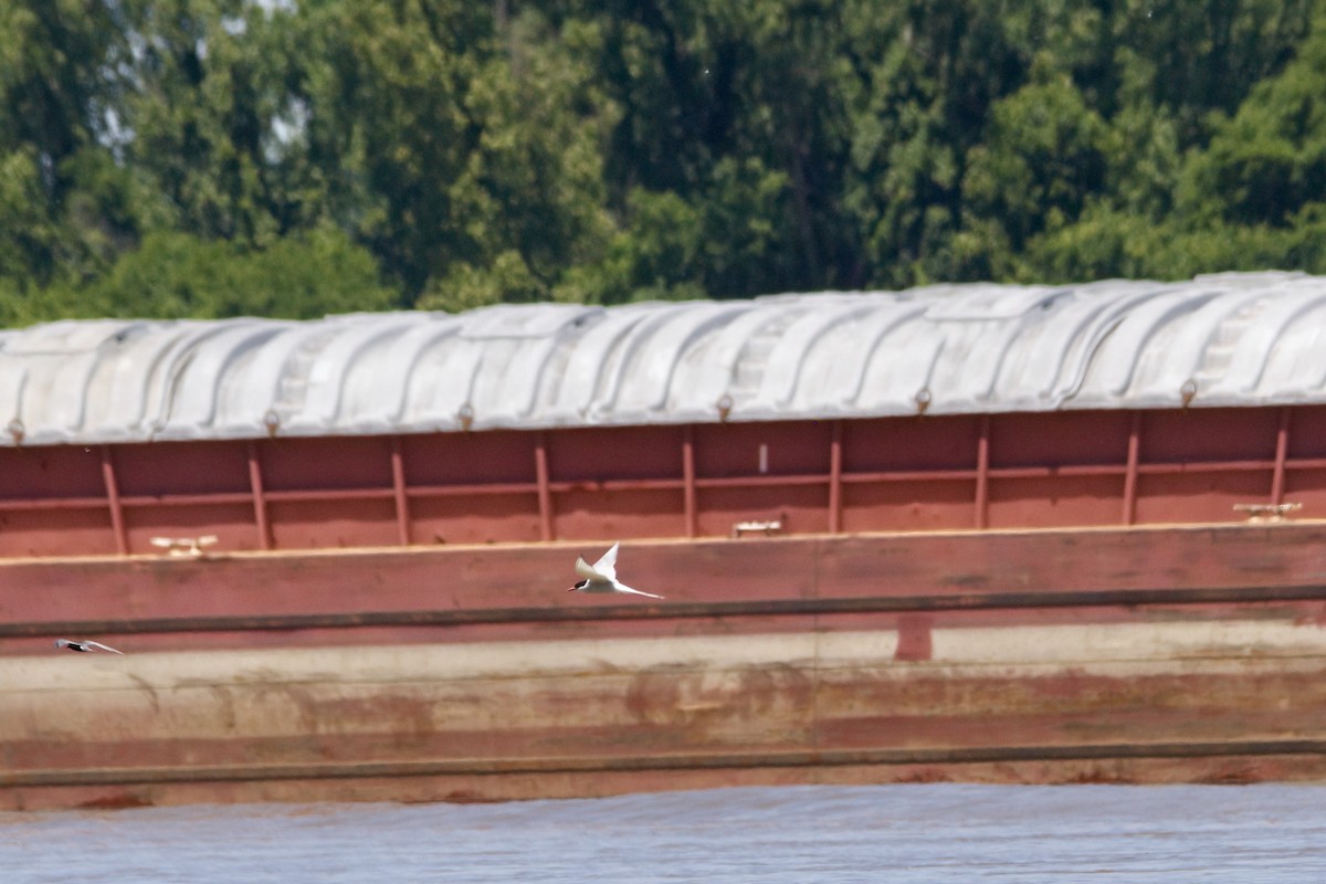 Умардын хараалай - ML636566454