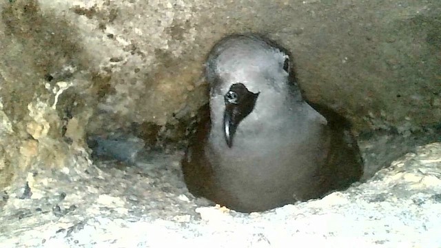 Markham's Storm-Petrel - ML636566548