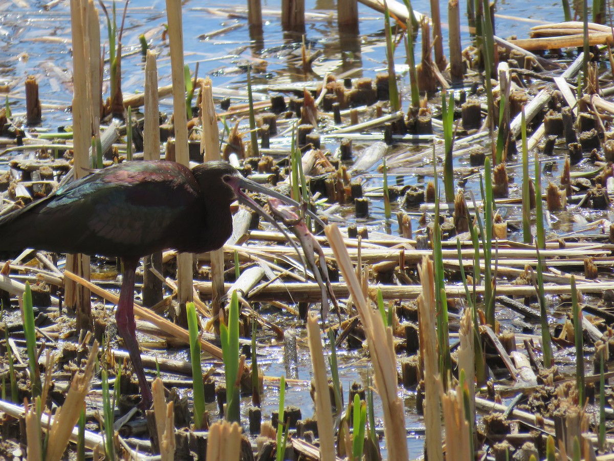 White-faced Ibis - ML636566583
