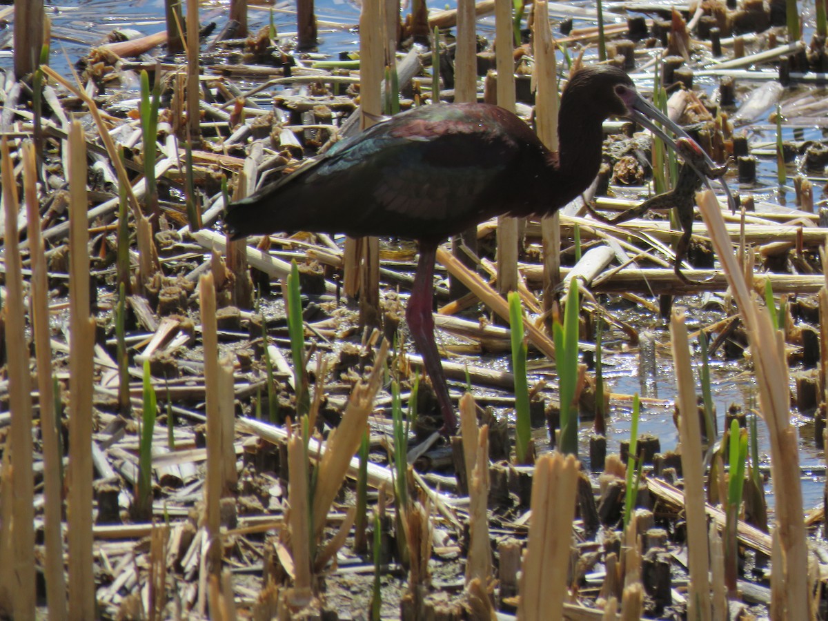 White-faced Ibis - ML636566584