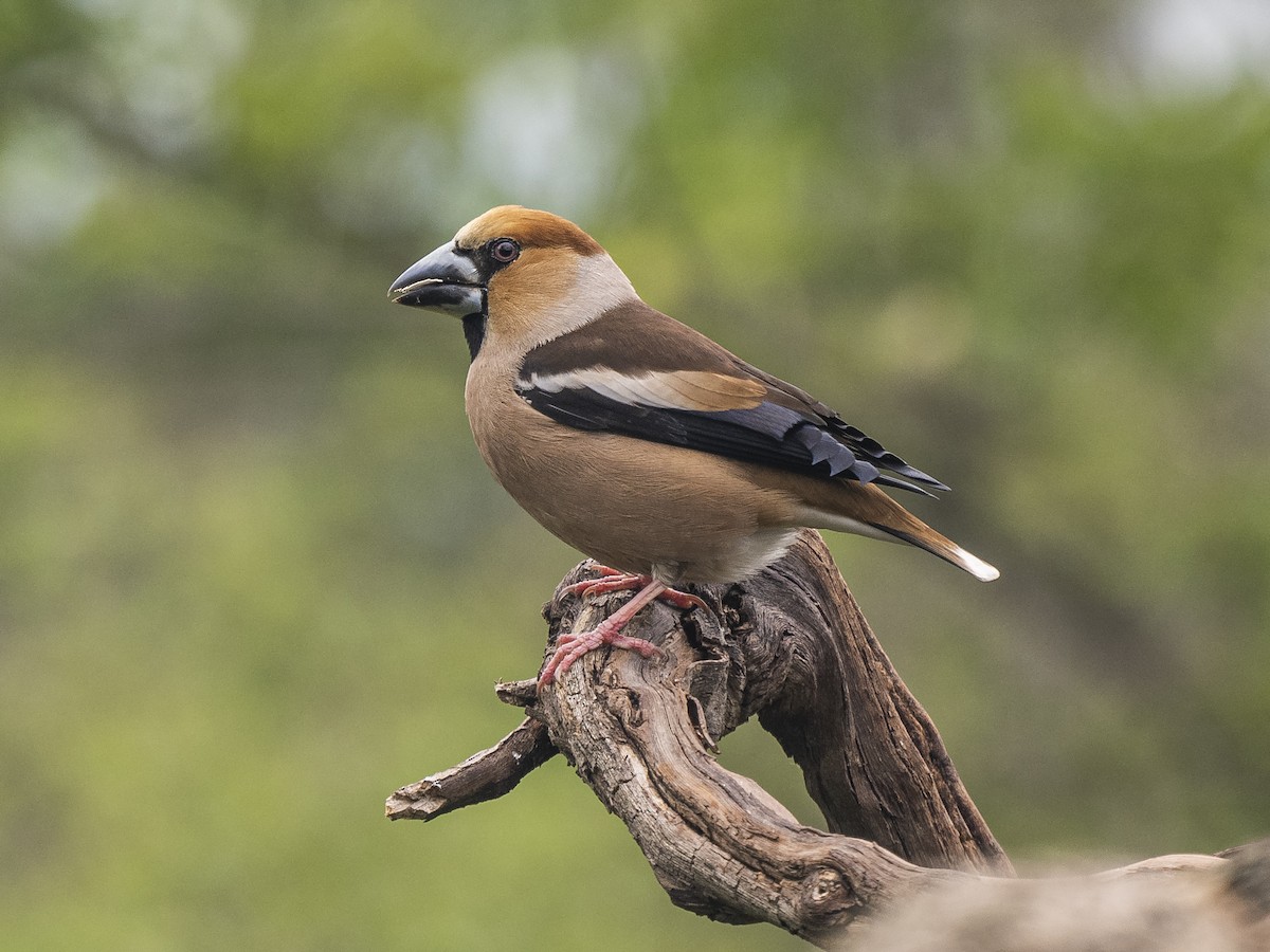 Hawfinch - ML636566586