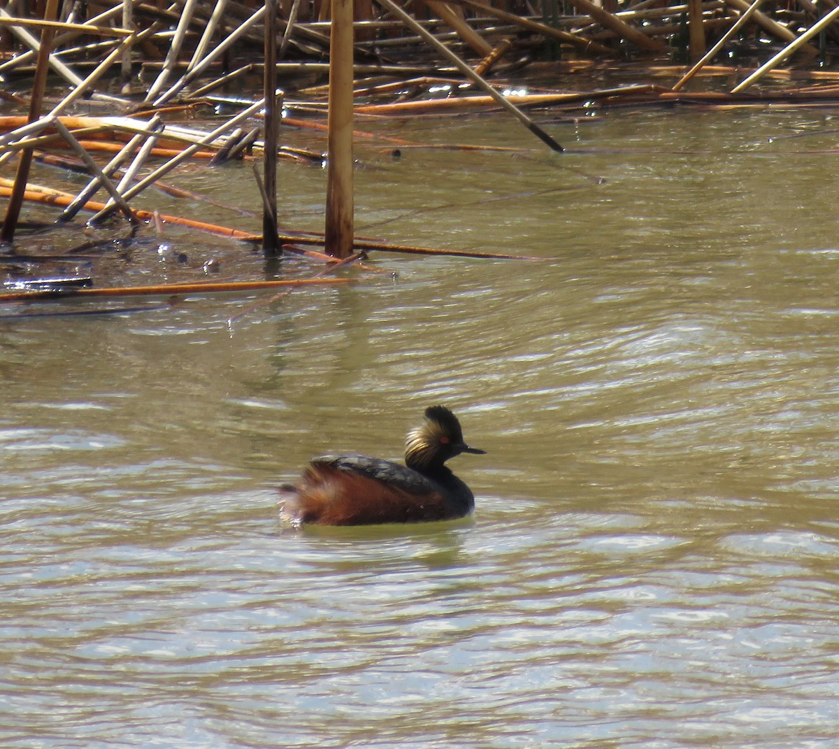 黑頸鸊鷉 - ML636566593