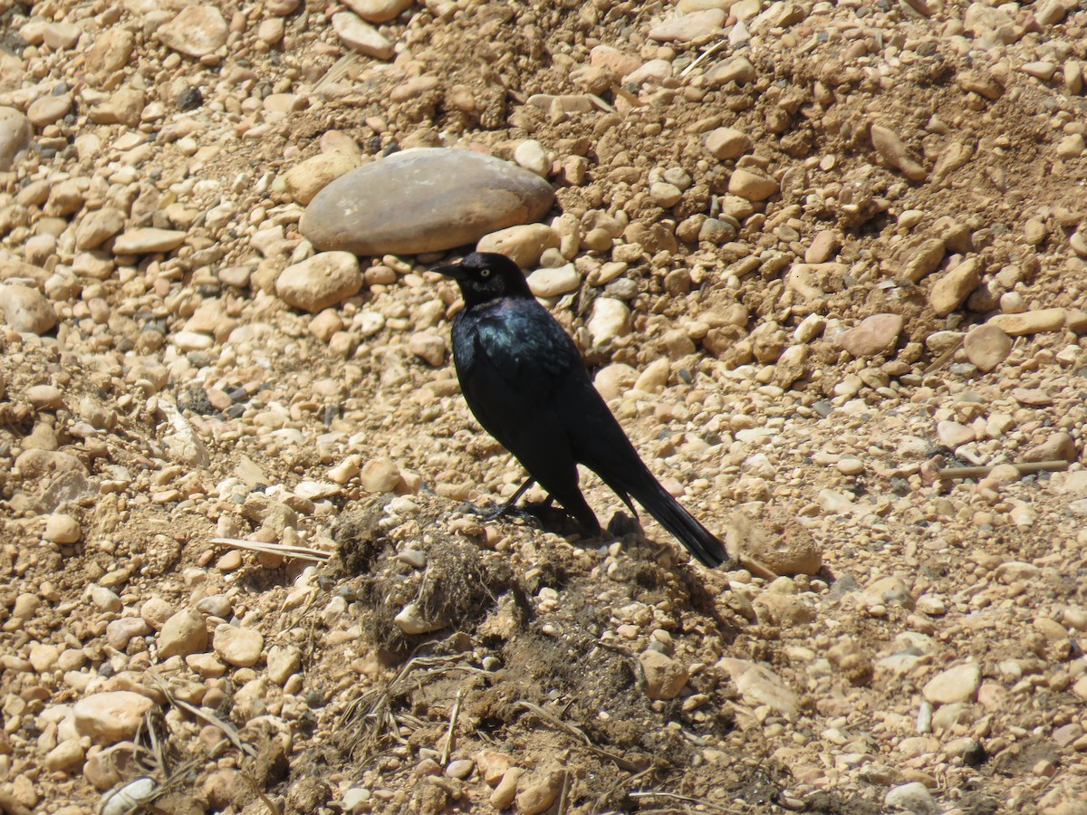 Brewer's Blackbird - ML636566600
