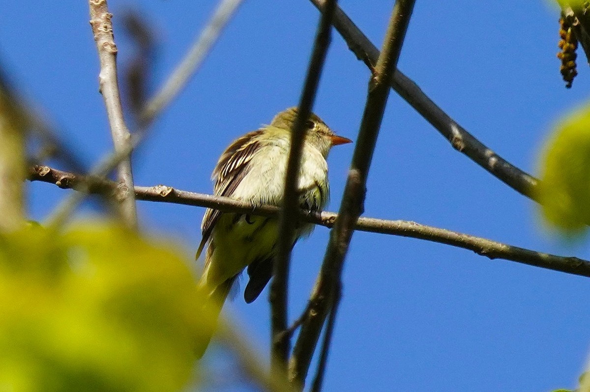 Moucherolle à ventre jaune - ML636566621