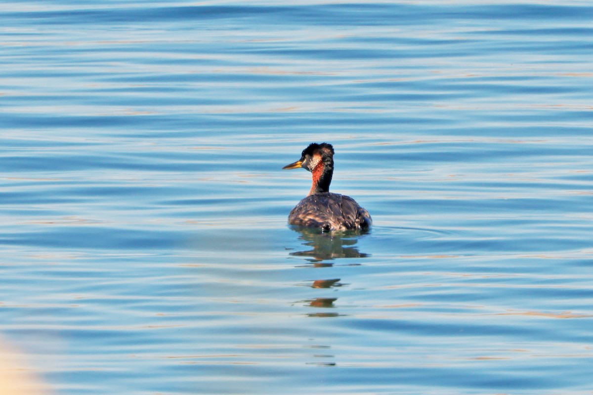 Red-necked Grebe - ML636566673