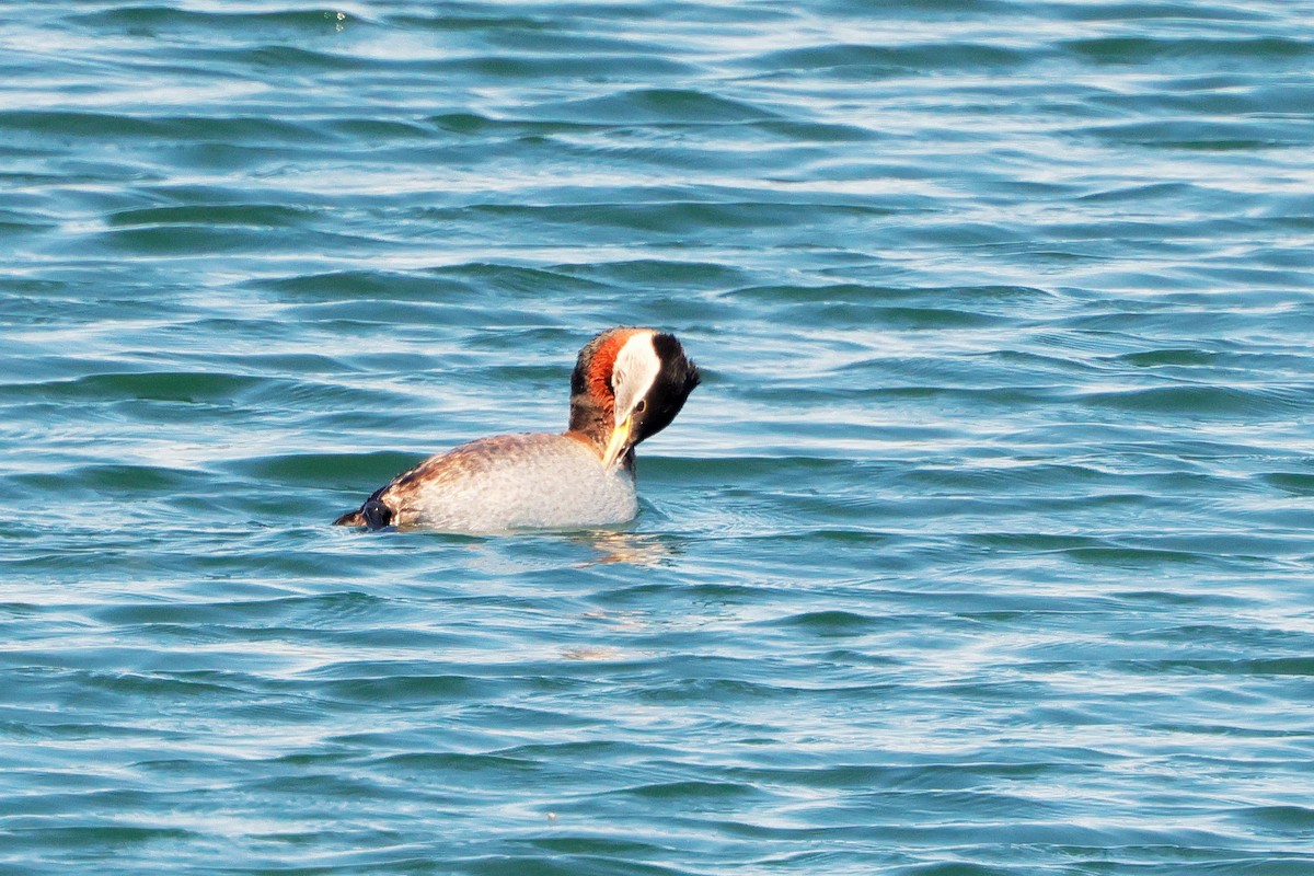 Red-necked Grebe - ML636566674