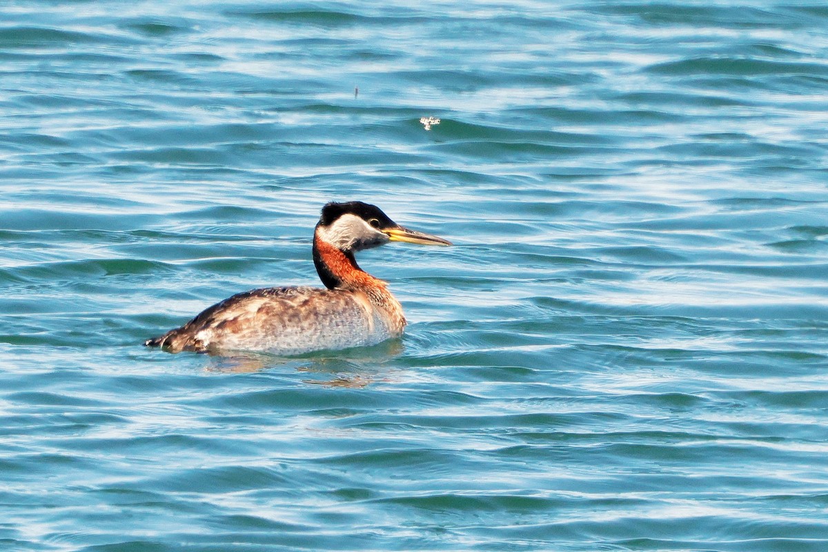 Red-necked Grebe - ML636566675