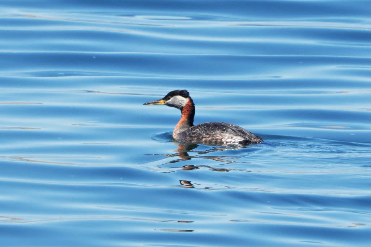 Red-necked Grebe - ML636566677