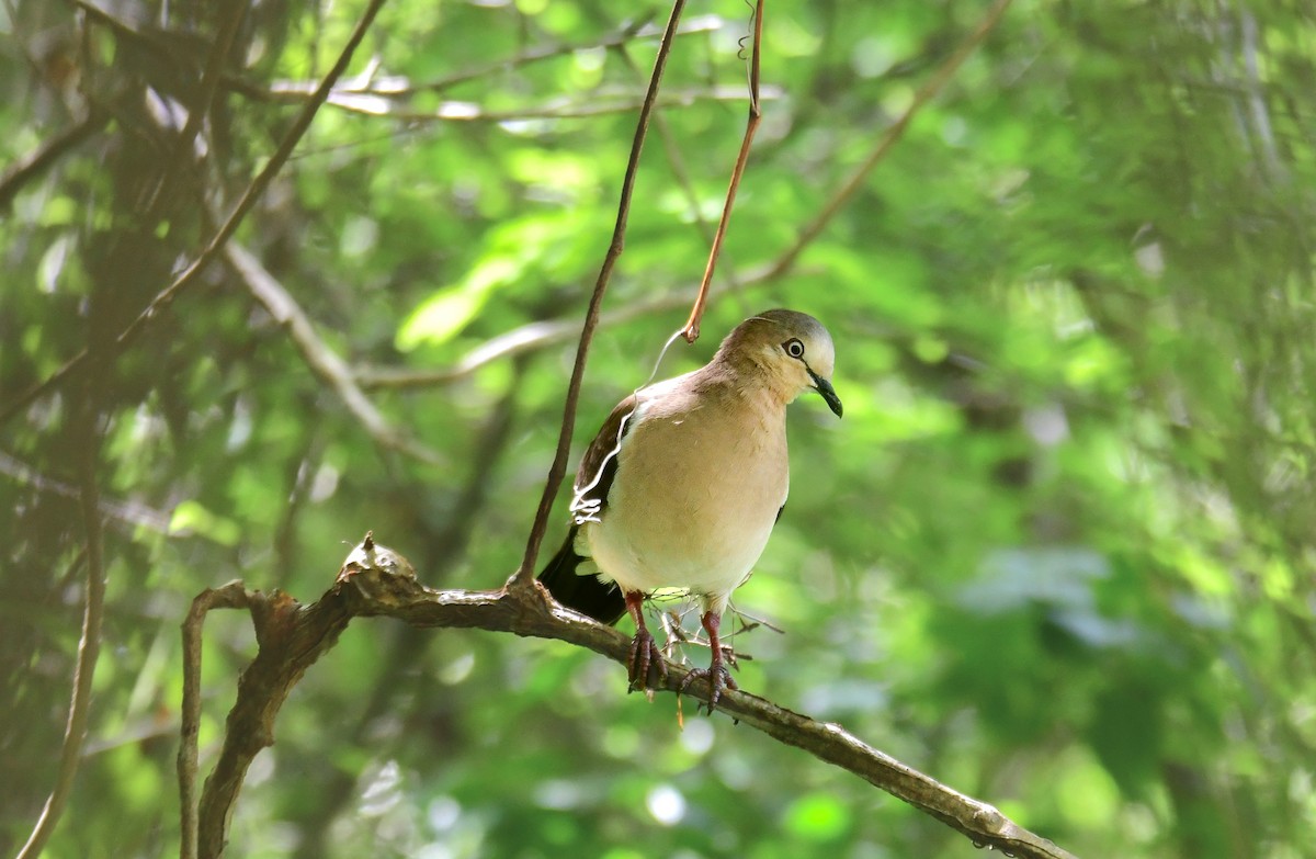 Grenada Dove - ML636566772