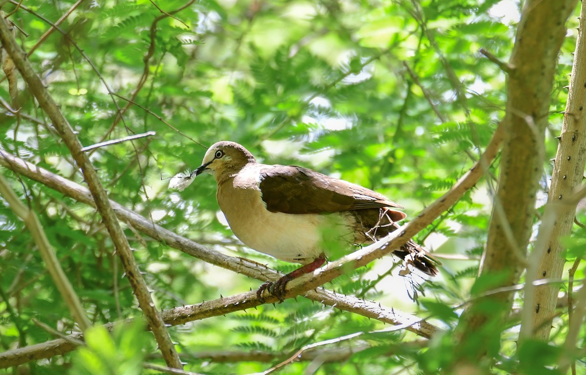 Grenada Dove - ML636566787