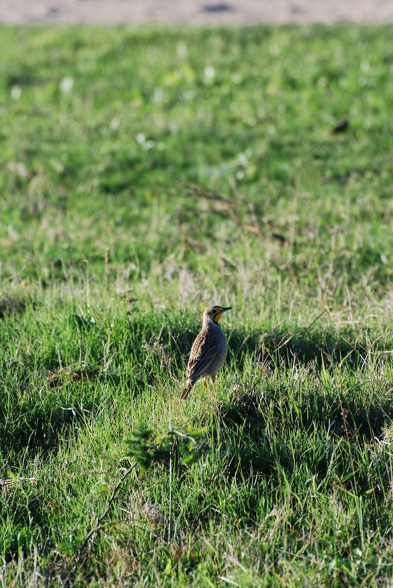 Orange-throated Longclaw - ML636566792