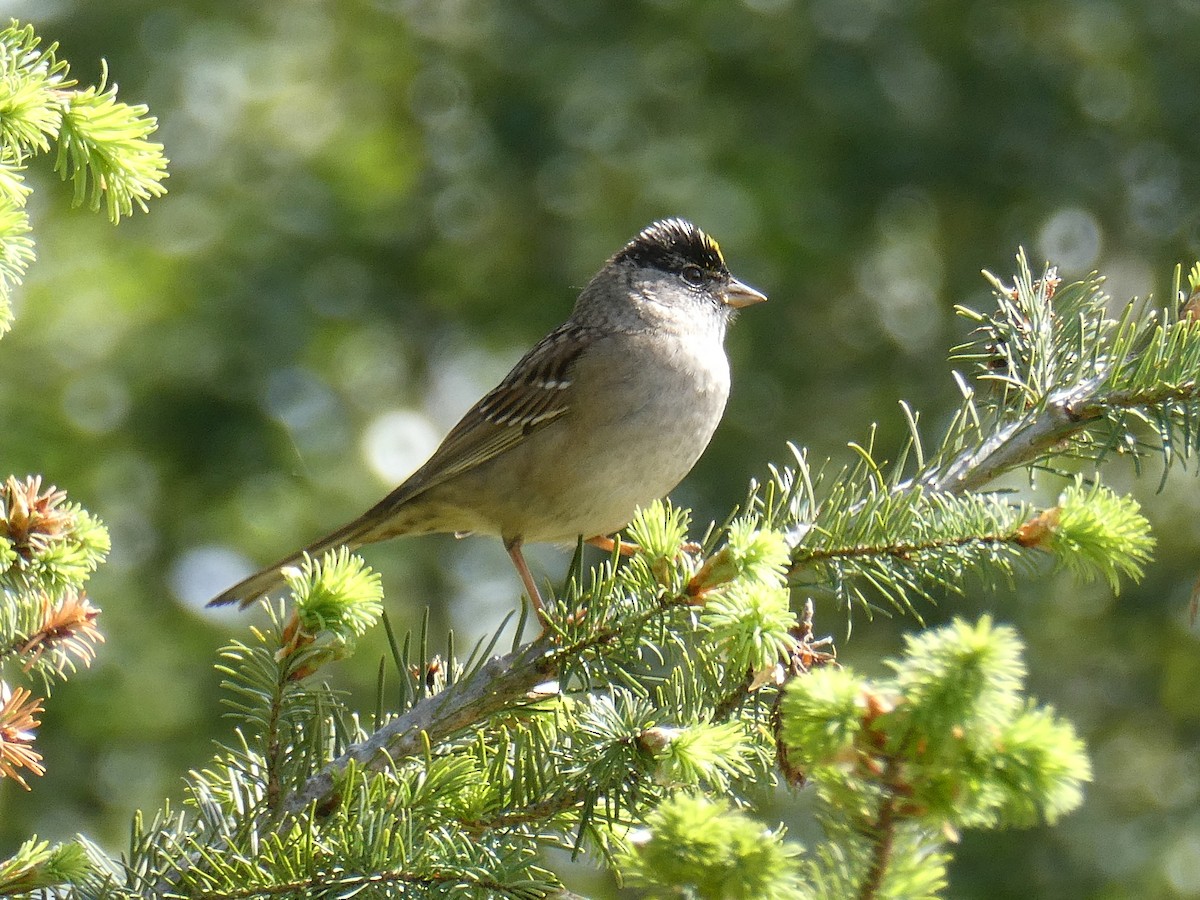 Golden-crowned Sparrow - ML636566828