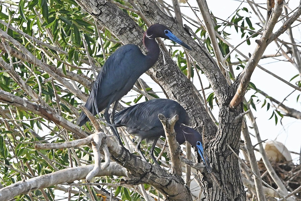 Little Blue Heron - ML636566880