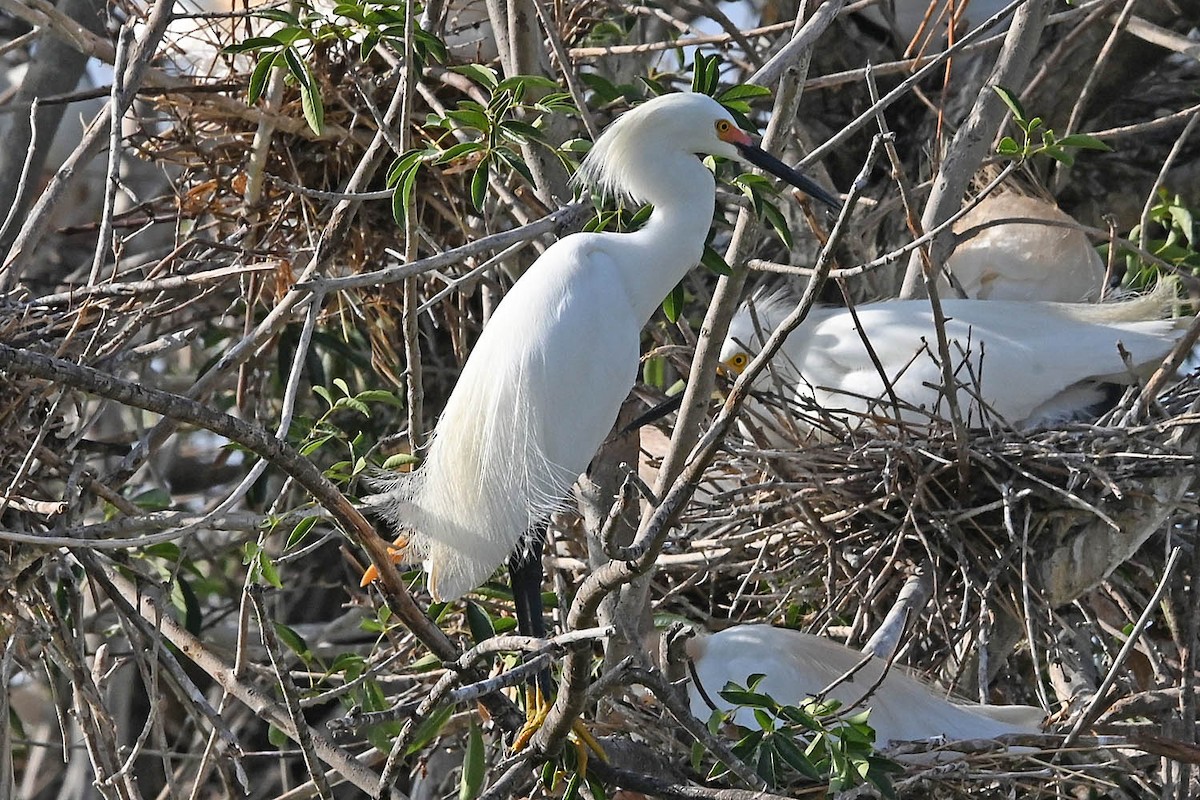 Snowy Egret - ML636566889