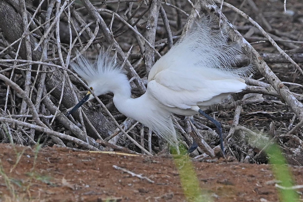 Snowy Egret - ML636566890