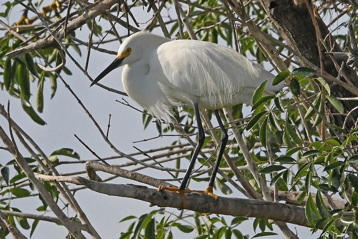 Snowy Egret - ML636566891